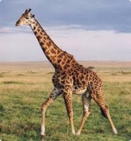 /album/animalsfamous/gi-jpg1/